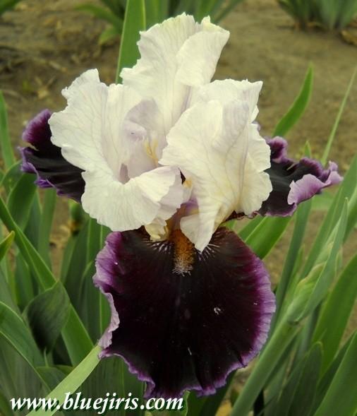 Photo of Tall Bearded Iris (Iris 'Enjoy the Party') uploaded by Calif_Sue