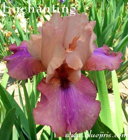 Photo of Tall Bearded Iris (Iris 'Enchanting') uploaded by Calif_Sue