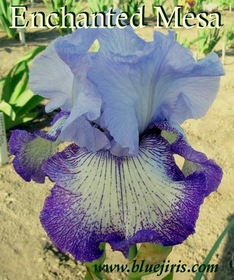 Photo of Tall Bearded Iris (Iris 'Enchanted Mesa') uploaded by Calif_Sue