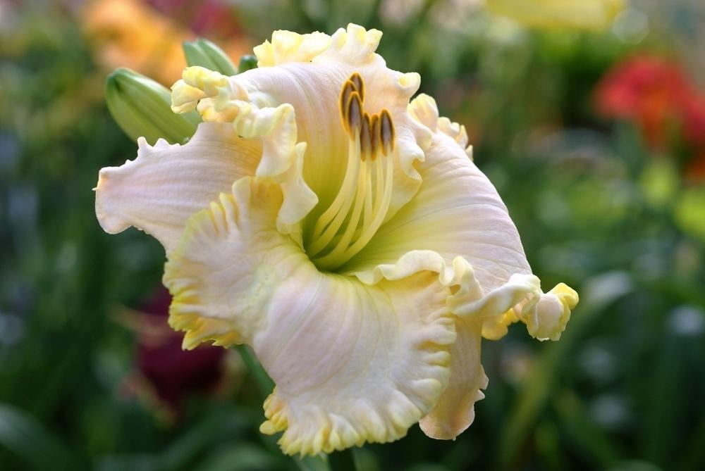 Photo of Daylily (Hemerocallis 'Lacy All Over') uploaded by florange