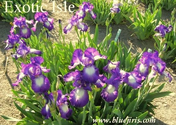 Photo of Tall Bearded Iris (Iris 'Exotic Isle') uploaded by Calif_Sue