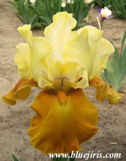 Photo of Tall Bearded Iris (Iris 'Fall Fiesta') uploaded by Calif_Sue