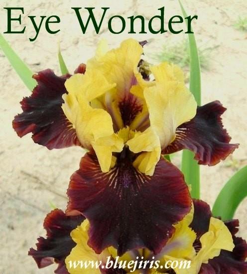 Photo of Intermediate Bearded Iris (Iris 'Eye Wonder') uploaded by Calif_Sue