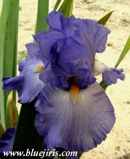 Photo of Tall Bearded Iris (Iris 'Firewater') uploaded by Calif_Sue