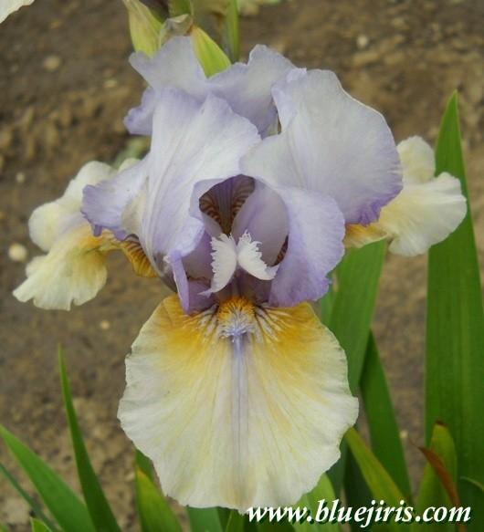Photo of Intermediate Bearded Iris (Iris 'Fast Forward') uploaded by Calif_Sue