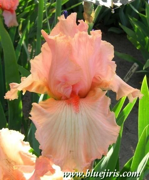 Photo of Tall Bearded Iris (Iris 'Falling in Love') uploaded by Calif_Sue