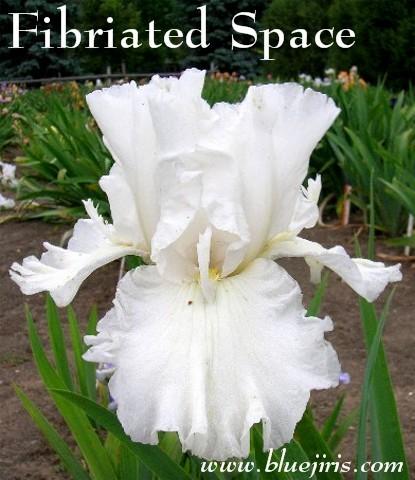 Photo of Tall Bearded Iris (Iris 'Fimbriated Space') uploaded by Calif_Sue