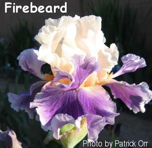 Photo of Tall Bearded Iris (Iris 'Firebeard') uploaded by Calif_Sue