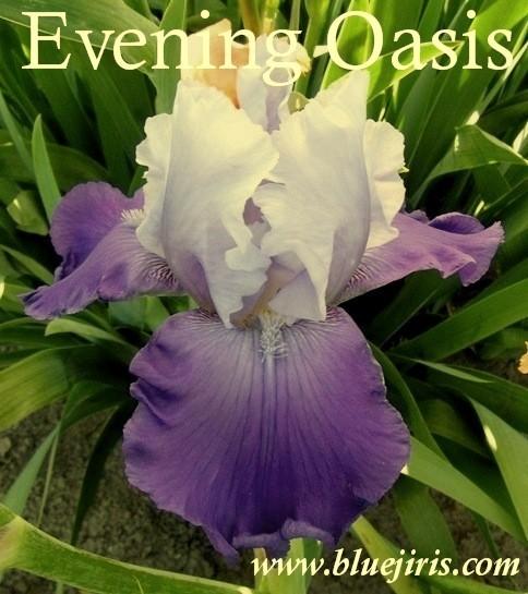 Photo of Tall Bearded Iris (Iris 'Evening Oasis') uploaded by Calif_Sue