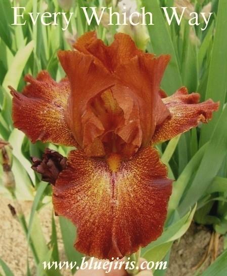 Photo of Tall Bearded Iris (Iris 'Every Which Way') uploaded by Calif_Sue