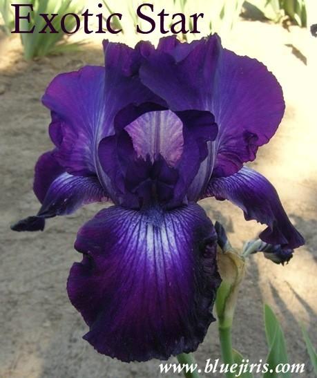 Photo of Tall Bearded Iris (Iris 'Exotic Star') uploaded by Calif_Sue