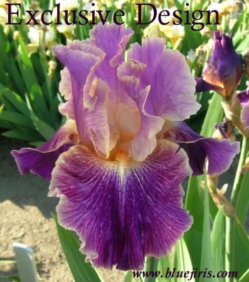 Photo of Tall Bearded Iris (Iris 'Exclusive Design') uploaded by Calif_Sue