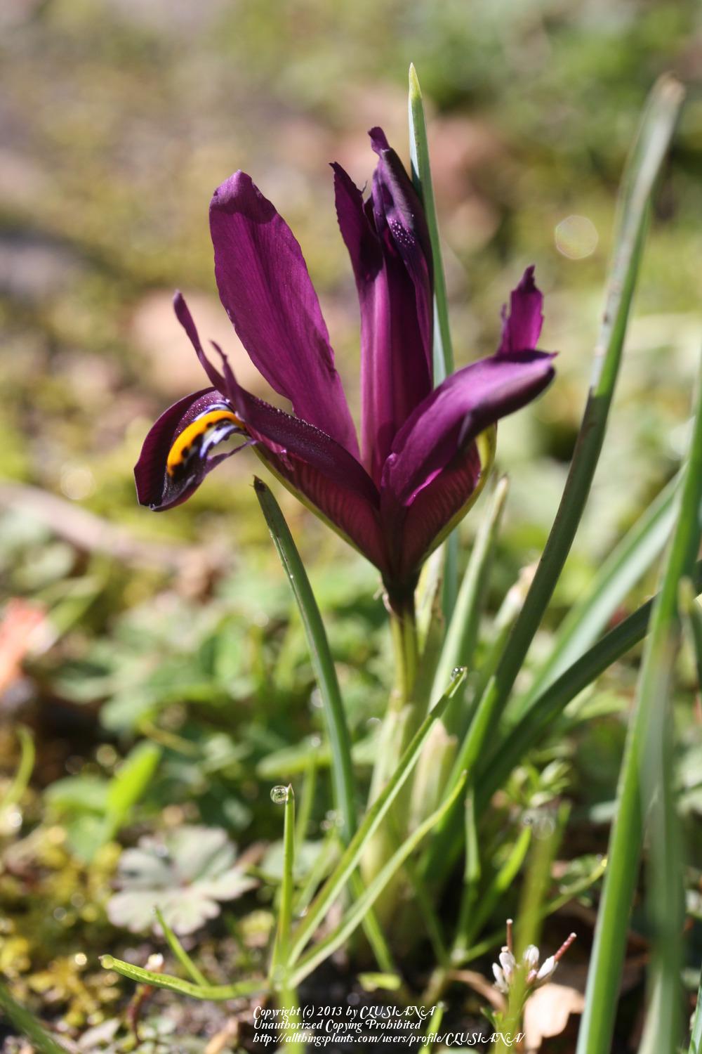 Photo of Reticulated Iris (Iris reticulata 'J. S. Dijt') uploaded by CLUSIANA