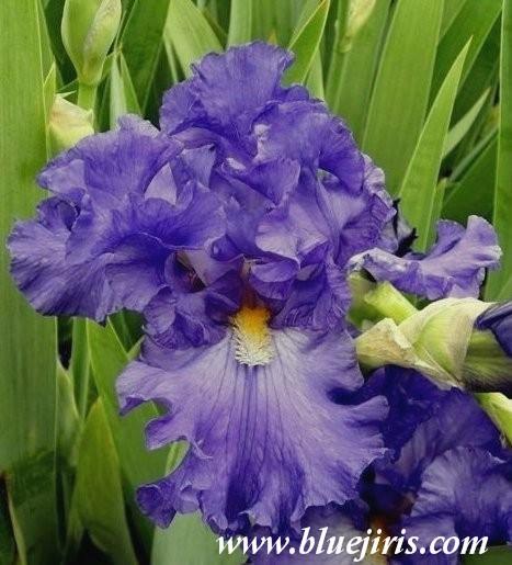 Photo of Tall Bearded Iris (Iris 'Flying Skirts') uploaded by Calif_Sue