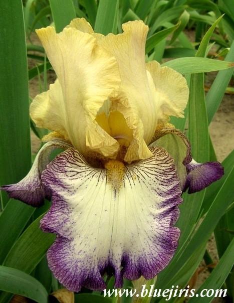 Photo of Tall Bearded Iris (Iris 'Floorshow') uploaded by Calif_Sue