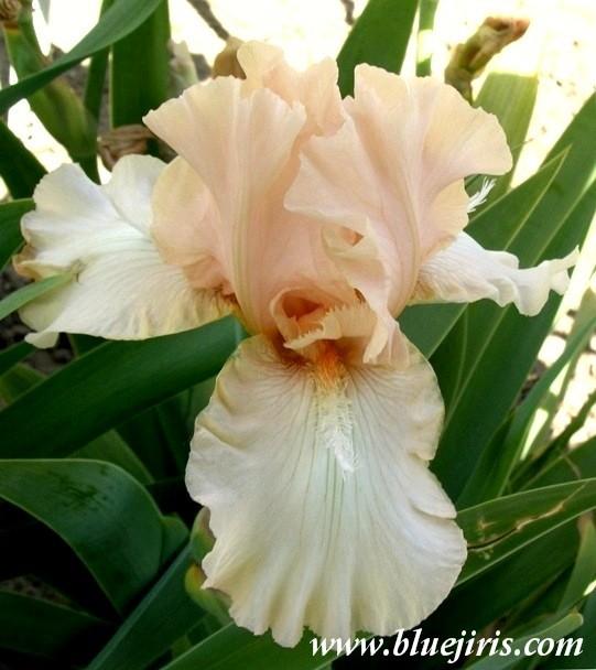 Photo of Tall Bearded Iris (Iris 'Flute Enchantee') uploaded by Calif_Sue