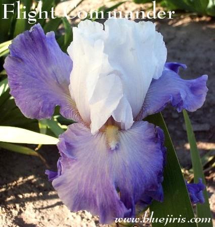 Photo of Tall Bearded Iris (Iris 'Flight Commander') uploaded by Calif_Sue