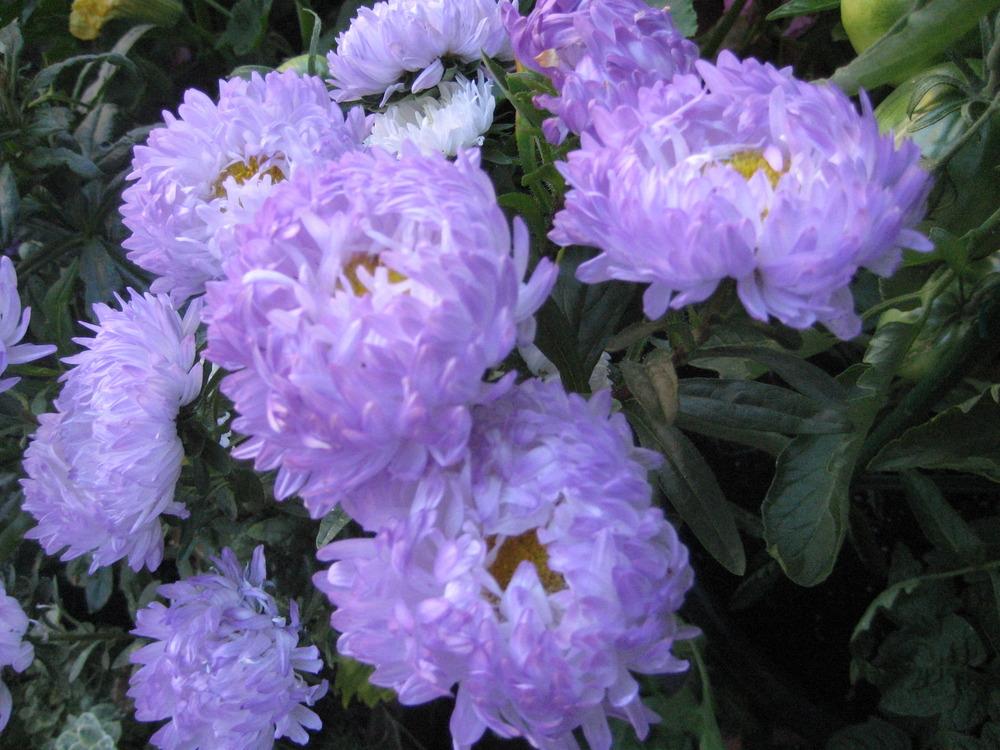 Photo of China Aster (Callistephus chinensis) uploaded by dorab