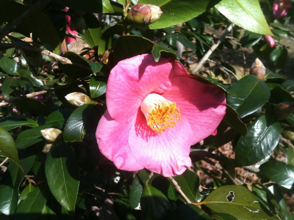 Photo of Camellia (Camellia japonica Ice Angels® Spring's Promise) uploaded by janicewood549