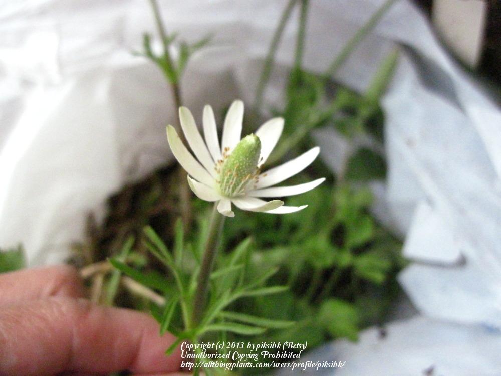 Photo of Wind-Flower (Anemone berlandieri) uploaded by piksihk