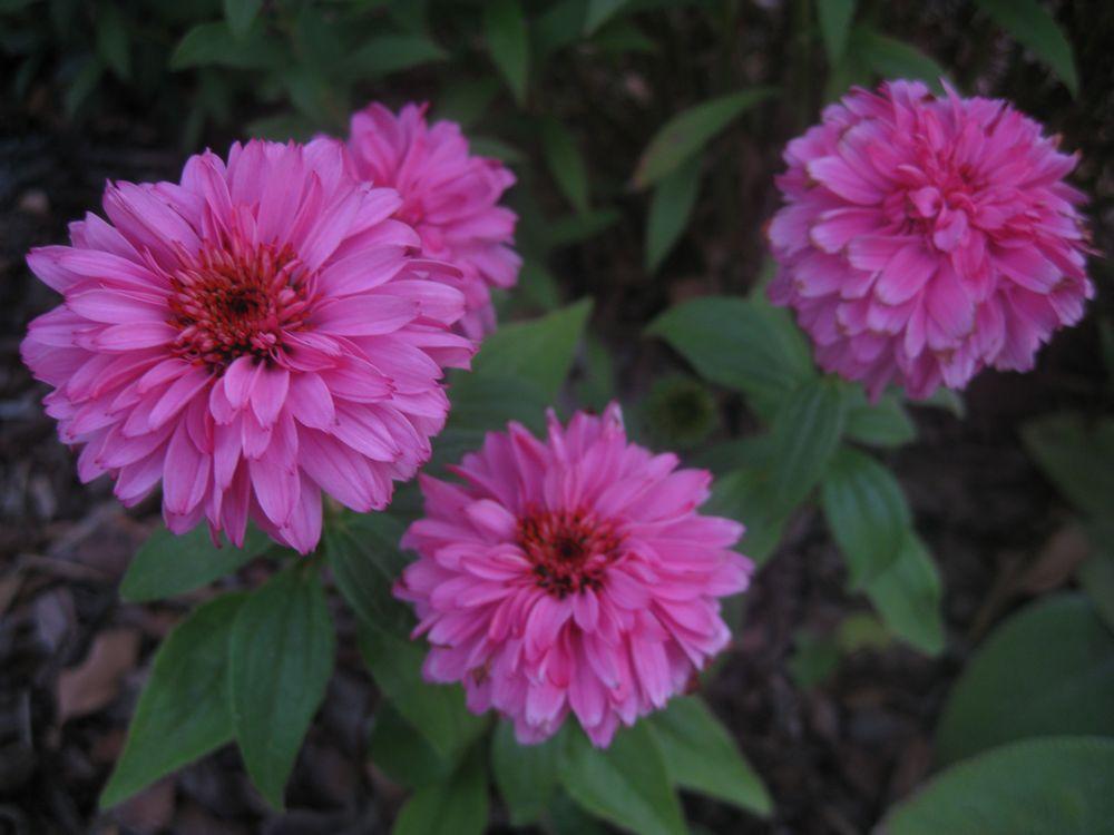 Photo of Coneflower (Echinacea purpurea 'Pink Poodle') uploaded by clintbrown
