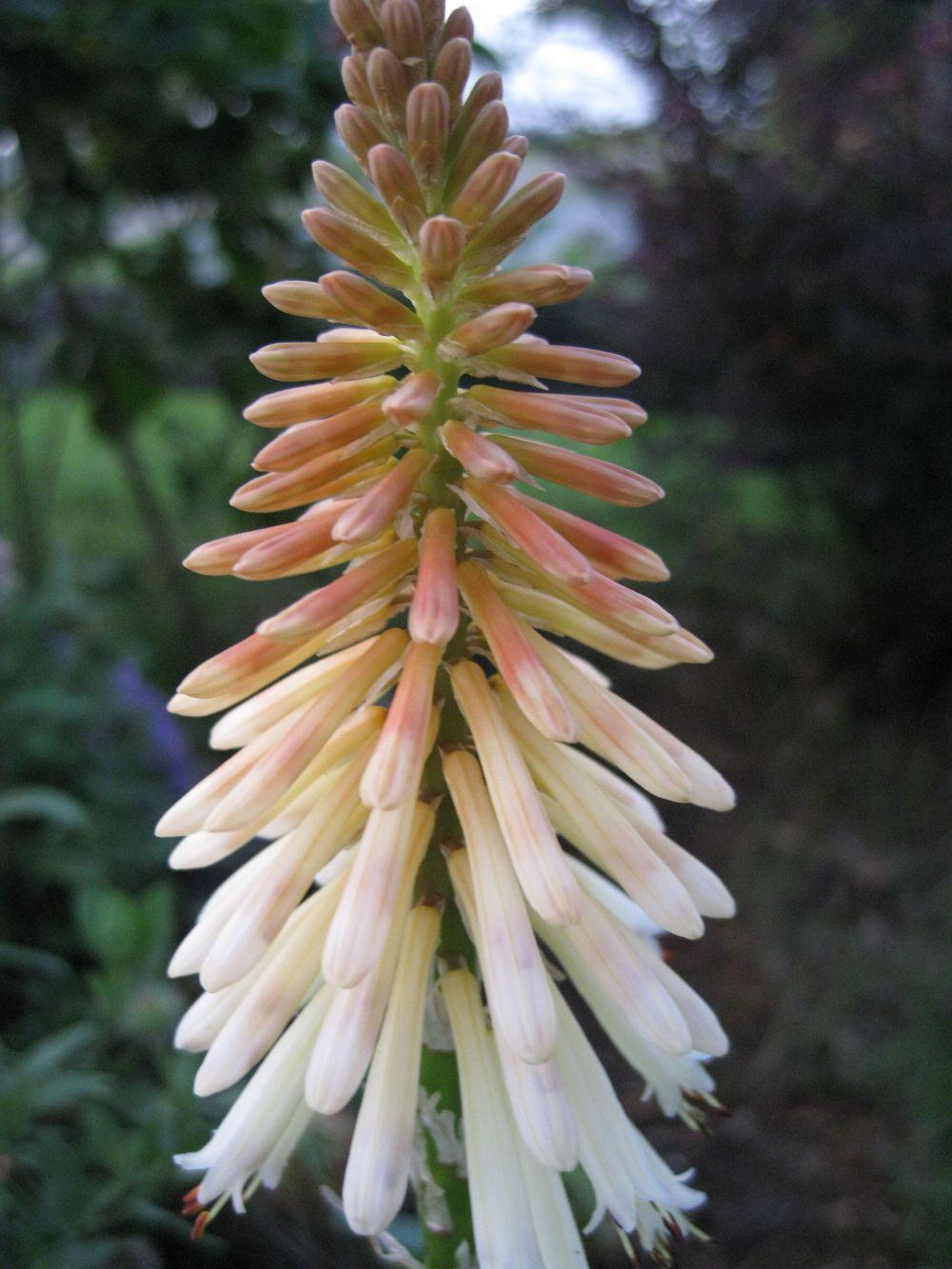 Photo of Tritoma (Kniphofia 'Toffee Nosed') uploaded by clintbrown