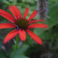 Location: Medina, TN
Date: 2011-06-27
Coneflower (Echinacea 'Tomato Soup')