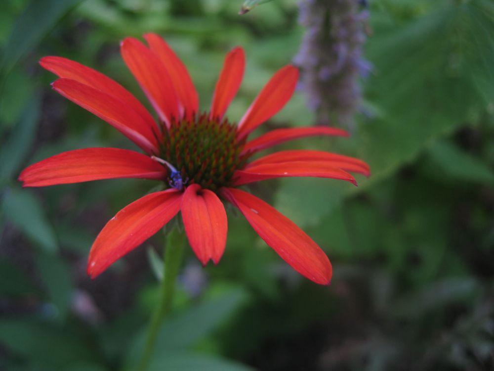 Photo of Coneflower (Echinacea 'Tomato Soup') uploaded by clintbrown