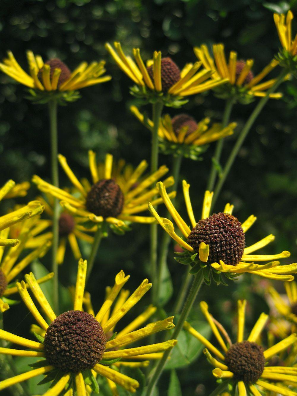 Photo of Sweet Coneflower (Rudbeckia subtomentosa 'Henry Eilers') uploaded by clintbrown