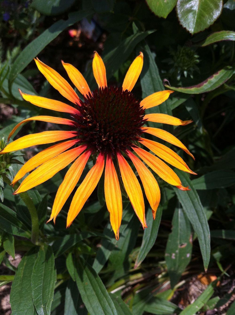 Photo of Coneflower (Echinacea 'Flame Thrower') uploaded by clintbrown