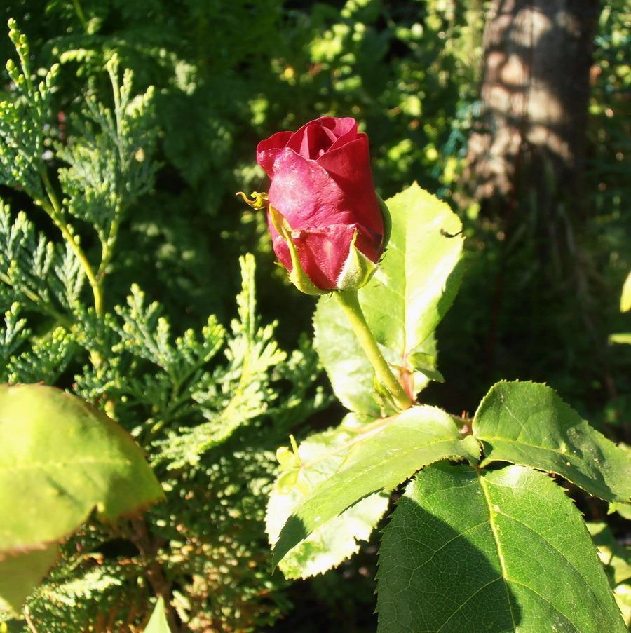 Photo of Rose (Rosa 'Chianti') uploaded by magga