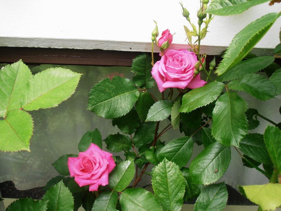 Photo of Rose (Rosa 'Dornroschen') uploaded by magga