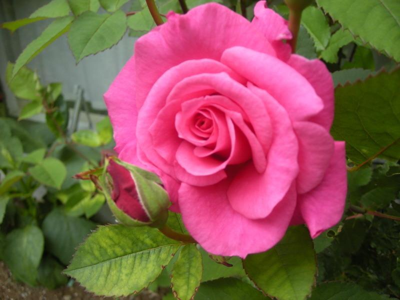 Photo of Rose (Rosa 'Dornroschen') uploaded by magga