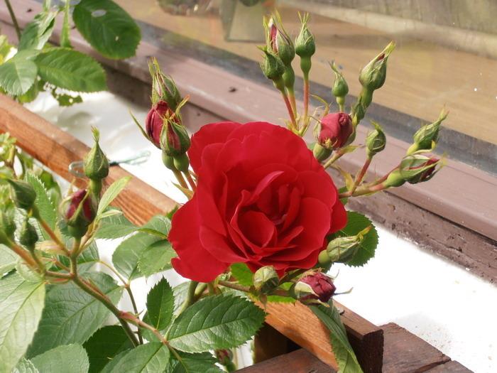 Photo of Rose (Rosa 'Flammentanz') uploaded by magga