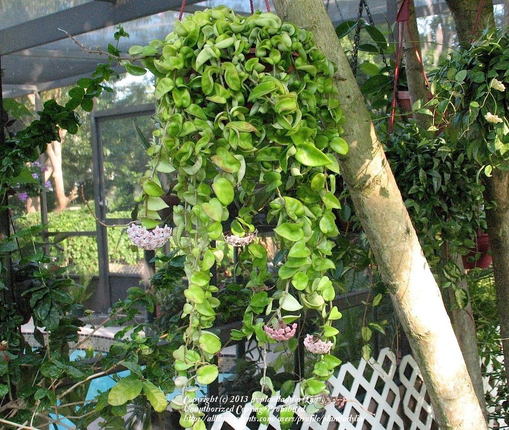 Photo of Wax Plant (Hoya carnosa  'Krinkle Kurl') uploaded by plantladylin