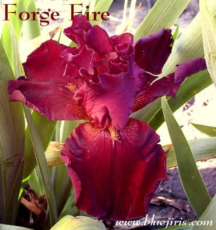 Photo of Tall Bearded Iris (Iris 'Forge Fire') uploaded by Calif_Sue
