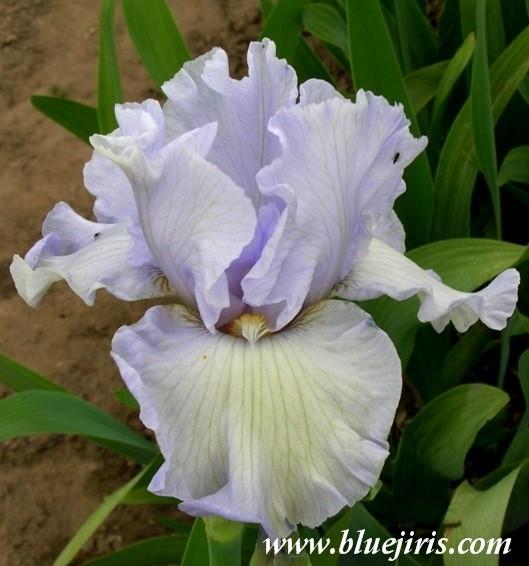 Photo of Border Bearded Iris (Iris 'Friday Blues') uploaded by Calif_Sue