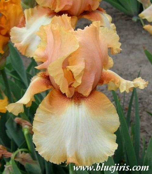 Photo of Tall Bearded Iris (Iris 'Fortunata') uploaded by Calif_Sue