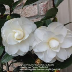 Location: Shade garden
Date: 2/23/13
This plant has glossy leaves, with large white semi-double peony 