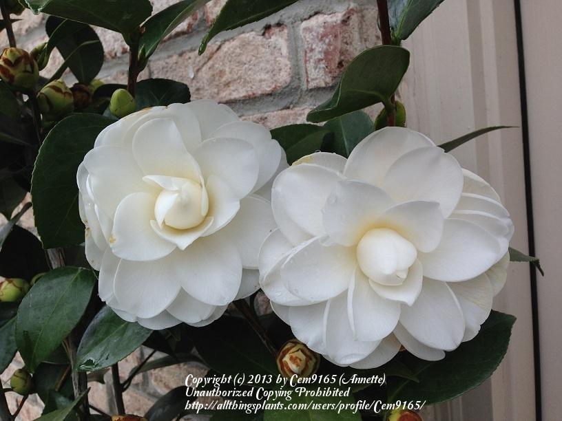 Photo of Camellia (Camellia japonica Swan Lake™) uploaded by Cem9165