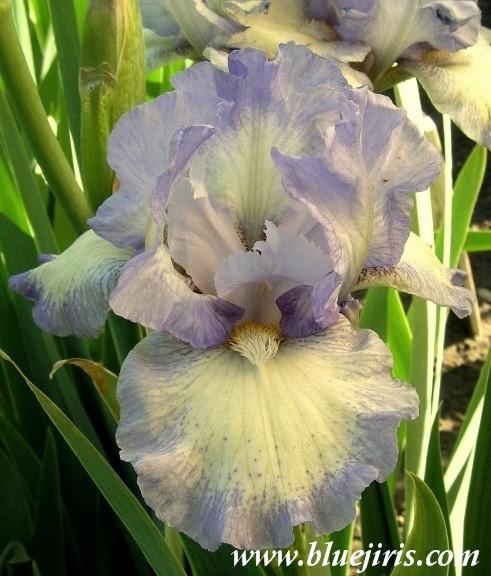 Photo of Intermediate Bearded Iris (Iris 'Frothingslosh') uploaded by Calif_Sue