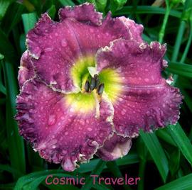 Photo of Daylily (Hemerocallis 'Cosmic Traveler') uploaded by Calif_Sue