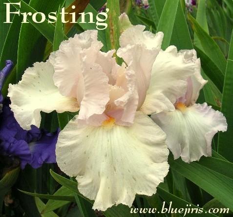 Photo of Tall Bearded Iris (Iris 'Frosting') uploaded by Calif_Sue