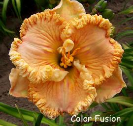Photo of Daylily (Hemerocallis 'Color Fusion') uploaded by Calif_Sue