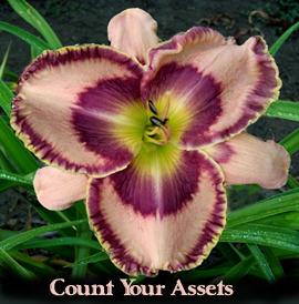 Photo of Daylily (Hemerocallis 'Count Your Assets') uploaded by Calif_Sue
