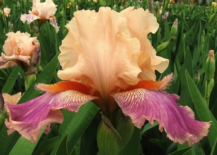 Photo of Tall Bearded Iris (Iris 'Fuzzy Wuzzy Rocket') uploaded by Calif_Sue