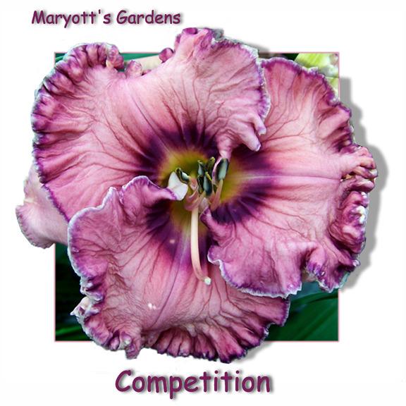 Photo of Daylily (Hemerocallis 'Competition') uploaded by Calif_Sue