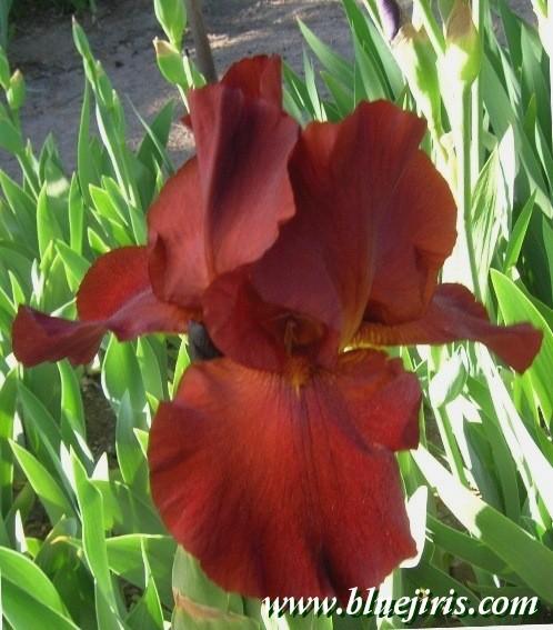 Photo of Tall Bearded Iris (Iris 'Frontier Marshall') uploaded by Calif_Sue