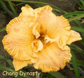 Photo of Daylily (Hemerocallis 'Chang Dynasty') uploaded by Calif_Sue