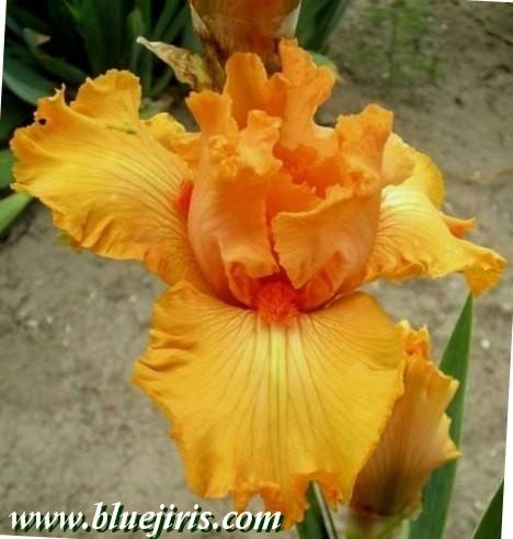 Photo of Border Bearded Iris (Iris 'Frizzy Lizzy') uploaded by Calif_Sue